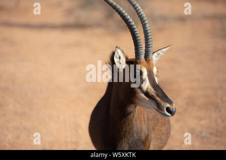 Portrait d'une femme rare hippotrague (Hippotragus niger). Okonjima, la Namibie. Banque D'Images