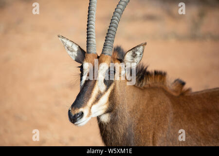 Portrait d'une femme rare hippotrague (Hippotragus niger). Okonjima, la Namibie. Banque D'Images