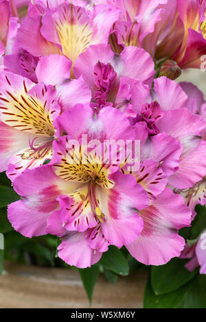 Gros plan d'Alstroemeria Inticancha le dimanche floraison dans un jardin anglais dans un pot en céramique, Angleterre, Royaume-Uni Banque D'Images