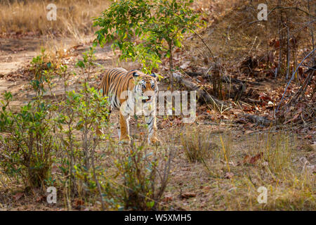 Une tigresse, tigre du Bengale (Panthera tigris) marche sur une piste dans la jungle dans la Réserve de tigres de Bandhavgarh Parc National, le centre de l'état indien de Madhya Pradesh Banque D'Images