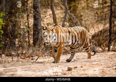 Tigresse, tigre du Bengale (Panthera tigris) dans la Réserve de tigres de Bandhavgarh Parc National, district de l'Umaria état indien du Madhya Pradesh Banque D'Images