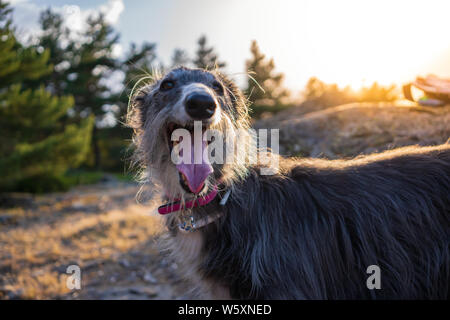 Portrait de Greyhound dans une montagne au coucher du soleil Banque D'Images