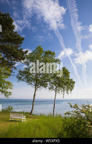 Banc en bois blanc donnant sur la mer entre Silver Birch trees, Gilleleje, Gribskov municipalité, région Hovedstaden, la Nouvelle-Zélande, le Danemark, Europe Banque D'Images