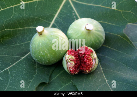 Figs sève laiteuse sur le dessus de deux figues non affinés et une fissure ci-dessous, la culture naturelle Banque D'Images