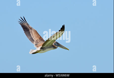 North American Pélican brun en vol avec les ailes levées, plumes détaillées queue en éventail, ventre blanc, gris et jaune et le projet de loi contre le ciel bleu. Banque D'Images