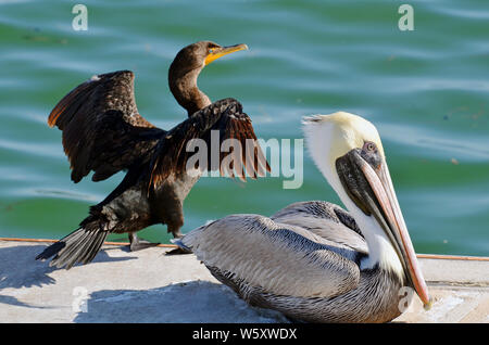 Adultes nord-américains pélican brun avec le cou blanc, jaune pâle, tête et facture orange à côté de séchage cormorant ailes avec bec crochu et blue eye. Banque D'Images