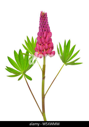 Lupinus flower isolated on white background Banque D'Images