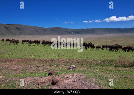 Gnous sur safari au Kenya et en Tanzanie, l'Afrique Banque D'Images