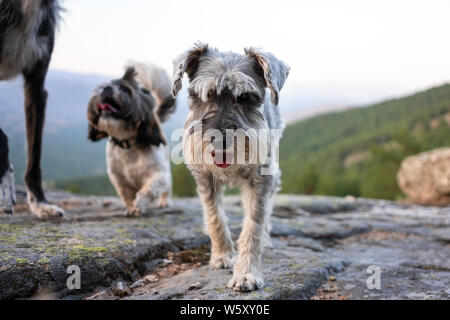 Portrait d'un schnauzer avec shih tzu en arrière-plan dans une montagne Banque D'Images