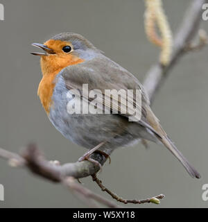 Robin Redbreast / Rotkehlchen ( Erithacus rubecula aux abords ) perché sur une branche d'aulne chantant sa chanson, une cour au printemps, la faune, l'Europe. Banque D'Images