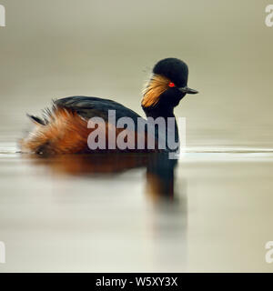 Grèbe à cou noir Grèbe / ( Podiceps nigricollis ), adulte, robe de reproduction, les yeux rouge vif, nager sur l'eau calme, close-up, de la faune, de l'Europe. Banque D'Images