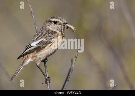 ( Saxicola torquata Stonechat européenne ), femme, perché au sommet d'une succursale, d'une brindille, avec les proies (vers blancs) dans le bec pour nourrir les jeunes, de la faune, de l'Europe. Banque D'Images