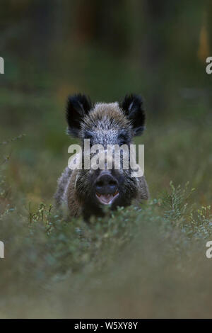 Sangliers / Porc / populations de porcs sauvages / Wildschwein ( Sus scrofa ) dans les bois, a l'air drôle, semble être de rire, mais il mange, de la faune, de l'Europe. Banque D'Images