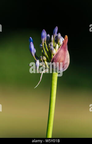 Les bourgeons d'un cluster d'agapanthus capitule émergeant de l'ampoule. Banque D'Images