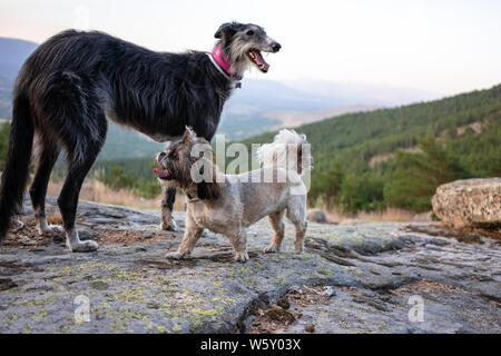 Un lévrier et un shih tzu jouant sur des rochers dans une montagne Banque D'Images