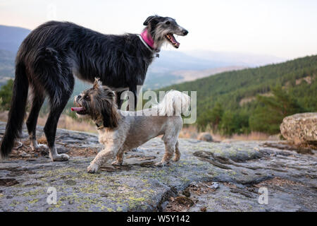 Un lévrier et un shih tzu jouant sur des rochers dans une montagne Banque D'Images