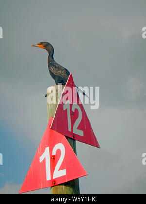 Double-crested cormorant debout sur un triangle rouge numéro douze channel marqueur avec des pattes palmées, bec crochu, orange et vert l'œil. Banque D'Images