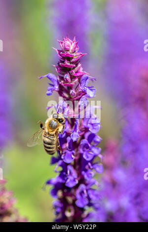 D'abeille Miel Pollen nectar d'une fleur de violette pourpre Banque D'Images