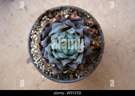 Haworthia plante succulente en pot isolé sur fond beige d'un high angle view Banque D'Images