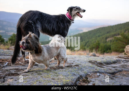 Un lévrier et un shih tzu jouant sur des rochers dans une montagne Banque D'Images