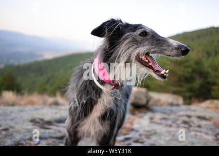 Portrait de Greyhound dans une montagne au coucher du soleil Banque D'Images