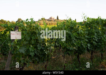 Vignoble vin Vallino en Toscane, Italie Banque D'Images