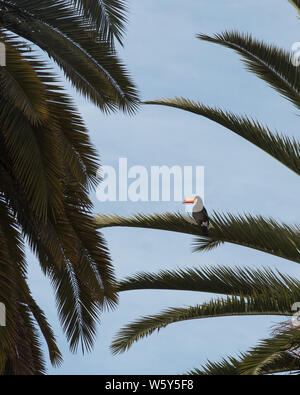 Toucan reposant sur un palmier Banque D'Images