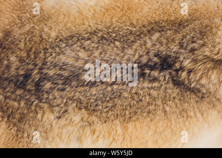 La texture de la fourrure de lapin naturel close-up. L'arrière-plan. Banque D'Images