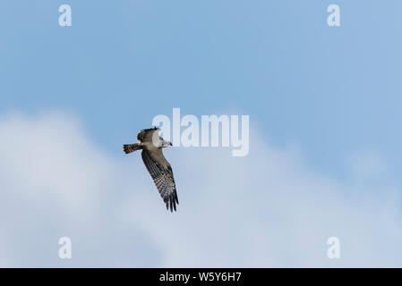 Balbuzard juvénile en vol, ciel nuageux ciel bleu Banque D'Images