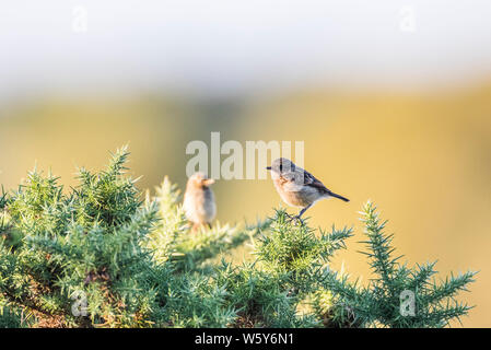 Stonechat, homme, perché sur l'ajonc bush, fond jaune doux Banque D'Images