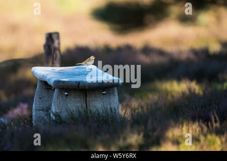 Meadow pipit spioncelle perché sur banc en bois rustique dans un domaine de la santé Banque D'Images