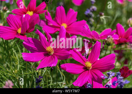 Pourpre coloré fleurs jardin cosmea (COSMOS) dans un lit de fleur d'été ensoleillé Banque D'Images