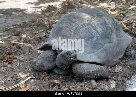 Les tortues géantes (dipsochelys gigantea) sur l'île de La Digue, Seychelles Banque D'Images