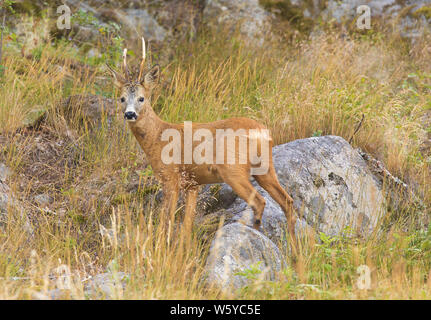 Chevreuil, Capreolus capreolus, le chevreuil avec cornes debout à l'état sauvage, sur la garde côtière canadienne comme toujours lorsqu'il s'agit de la faune. Banque D'Images