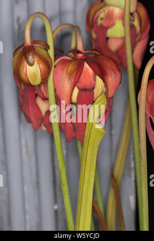 Sarracenia purpurea Fleurs Banque D'Images