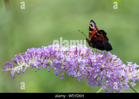 Papillon Paon européen (Inachis io) se nourrissant de Buddleia Blossom Banque D'Images