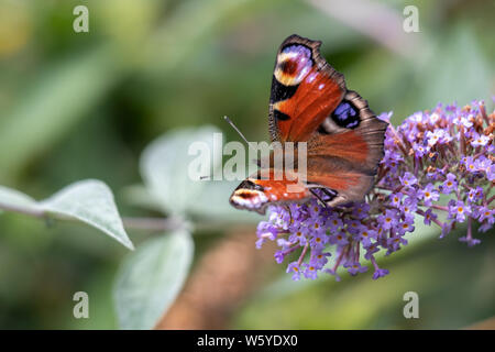 Papillon Paon européen (Inachis io) se nourrissant de Buddleia Blossom Banque D'Images