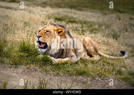 Lion rugissant, assis sur l'herbe Banque D'Images