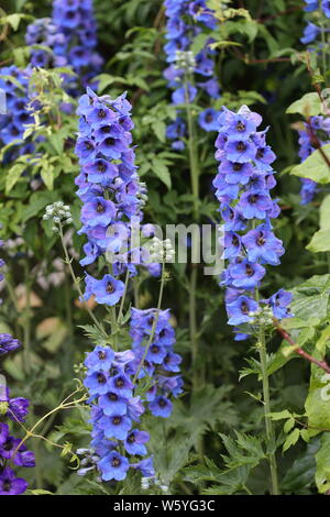 Rose Trémière fleurs bleu Banque D'Images