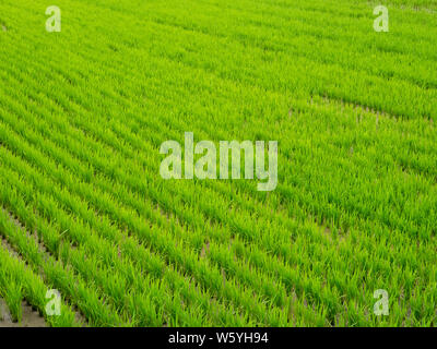 Champs de riz vert d'Asie. Libre de droit.Vue de dessus des rizières de riz, de Corée du Sud Banque D'Images