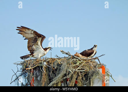 Grand nid de brindilles et de la mousse sur le canal construit marqueur avec paire de Osprey, un comité permanent avec les ailes déployées et ouvert, l'autre avec bec ey jaune Banque D'Images