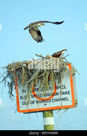 Grand nid de brindilles et de la mousse sur le canal construit marqueur avec paire de Osprey, un vol avec les ailes déployées, crissement, l'autre garde wit Banque D'Images