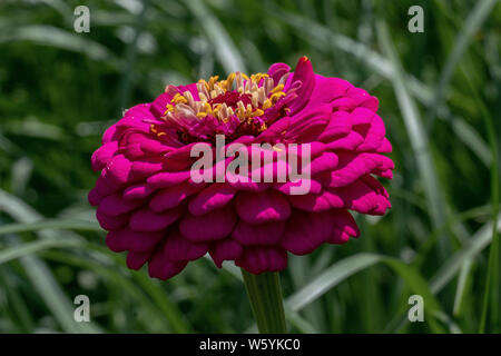 Gros plan d'une fleur violette zinnia zinnia (tête violacea) Banque D'Images