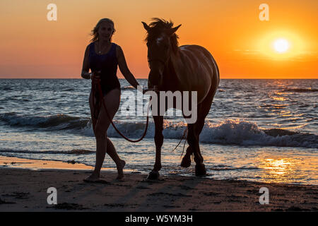 / Cavalière cheval femelle cavalier en laissant l'eau à cheval sur la plage au coucher du soleil le long de la côte de la mer du Nord Banque D'Images