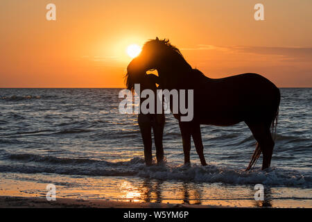 / Cavalière cheval femelle cavalier en laissant l'eau à cheval sur la plage au coucher du soleil le long de la côte de la mer du Nord Banque D'Images