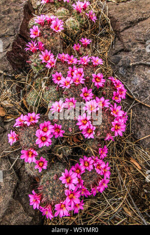 Rio Yaqui, situé dans la municipalité de Soyopa., Sonora, Mexique.** © Foto :/NortePhoto.com LuisGutierrez©Rio Yaqui localizado en el municio de Sonora au Mexique. © Foto :/NortePhoto.com LuisGutierrez© Banque D'Images