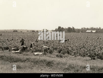 1930 Nombre d'hommes africains-américains ET LES FEMMES RAMASSER LE COTON EN GRANDE FERME CHAMP PRÈS DE MEMPHIS TENNESSEE USA - c7910 HAR001 HARS AMÉRIQUE DU NORD-AMÉRICAINE DE L'OCCUPATION DE COMPÉTENCES COMPÉTENCES FORCE COURAGE ET TN TRAVAIL CARRIÈRES NOMBRE DE PROFESSIONS DANS PRÈS DE MEMPHIS ÉLÉGANT SACS CONCEPTUEL SOUTENIR LA COOPÉRATION MID-ADULT MID-ADULT MAN MID-ADULT WOMAN TENNESSEE ÉREINTANT ENSEMBLE NOIR ET BLANC à l'ANCIENNE HAR001 Banque D'Images