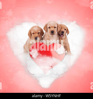 Trois adorables chiots labrador retriever assis sur un coeur nuage dans le ciel d'amour rouge, frère love concept Banque D'Images