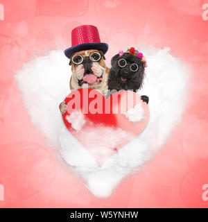 Heureux vieux couple de chiens sont toujours partager leur amour pour la Saint-Valentin ; hauts bulldog Anglais caniche et tenant un cœur lire bir en se tenant sur le Banque D'Images