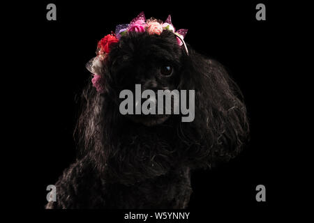 Adorable caniche noir portant des fleurs de couleur couronne en studio Banque D'Images